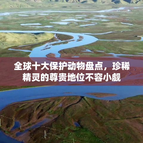 全球十大保护动物盘点,珍稀精灵的尊贵地位不容小觑