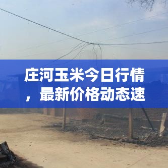 庄河玉米今日行情,最新价格动态速递