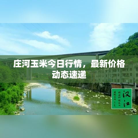 庄河玉米今日行情,最新价格动态速递