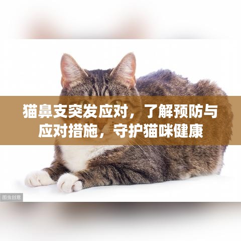 猫鼻支突发应对，了解预防与应对措施，守护猫咪健康