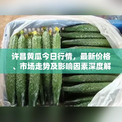 许昌黄瓜今日行情,最新价格、市场走势及影响因素深度解析