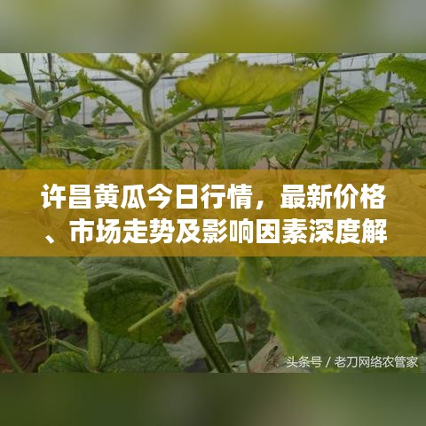 许昌黄瓜今日行情,最新价格、市场走势及影响因素深度解析