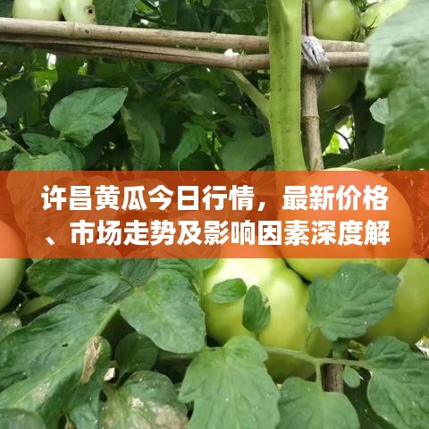许昌黄瓜今日行情,最新价格、市场走势及影响因素深度解析