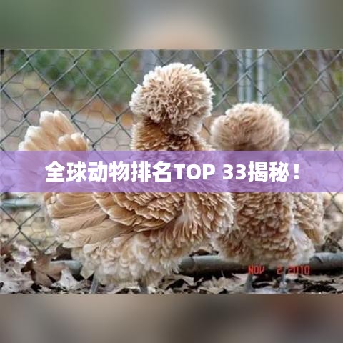 全球动物排名TOP 33揭秘！