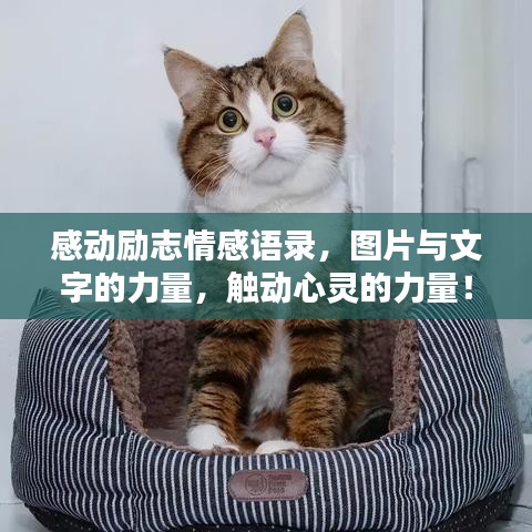 感动励志情感语录，图片与文字的力量，触动心灵的力量！