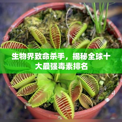 生物界致命杀手,揭秘全球十大最强毒素排名