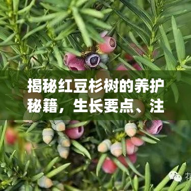 揭秘红豆杉树的养护秘籍,生长要点、注意事项全解析