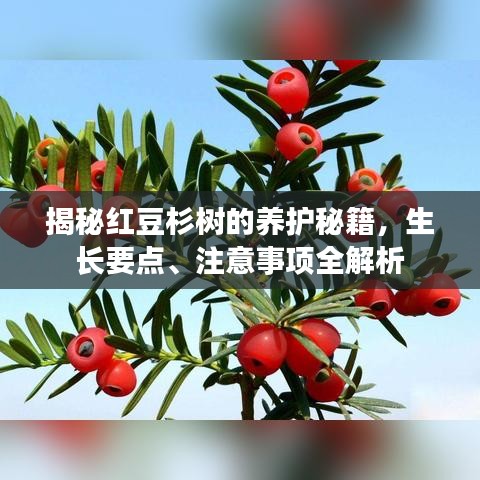 揭秘红豆杉树的养护秘籍,生长要点、注意事项全解析