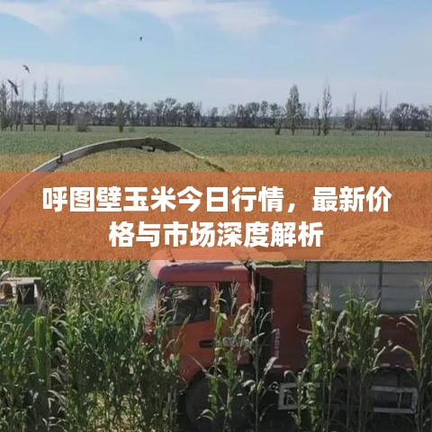 呼图壁玉米今日行情，最新价格与市场深度解析