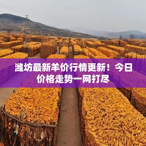 潍坊最新羊价行情更新!今日价格走势一网打尽