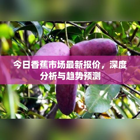 今日香蕉市场最新报价,深度分析与趋势预测