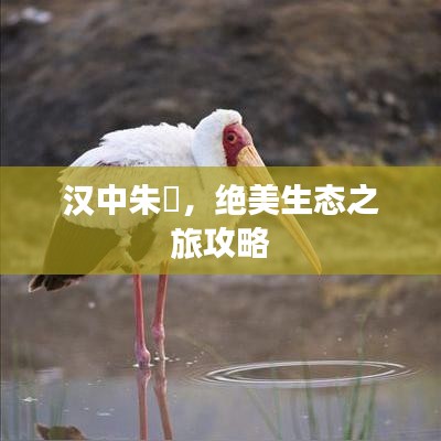 汉中朱鹮,绝美生态之旅攻略