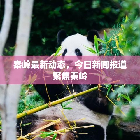 秦岭最新动态,今日新闻报道聚焦秦岭