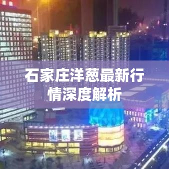 石家庄洋葱最新行情深度解析