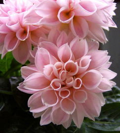 花朵官方下载,创新执行设计解析&ChromeOS_v1.798