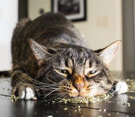 新版猫咪下载官方,可靠评估说明-Tizen1_v2.511