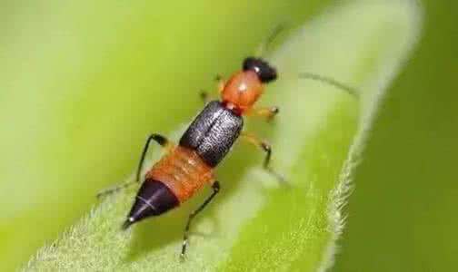 野花视频下载官方,快速响应执行策略&tShop_v2.553