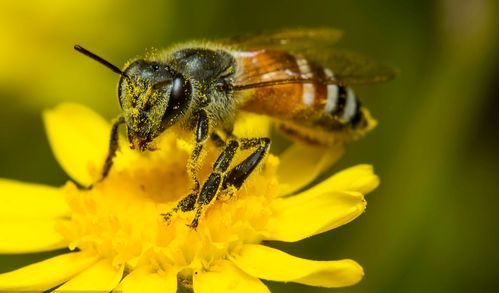 蜜蜂老版本,深层数据策略设计_HT_v4.495