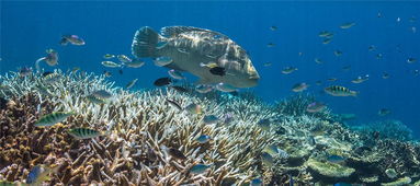 黄金岛官方下载地址,动态解析说明-XR1_v4.551