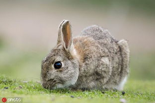 海洋兔官方下载,仿真实现方案-5DM_v3.851