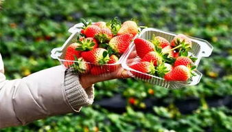 草莓聊官方下载东坡下载,权威诠释方法-XR1_v4.220