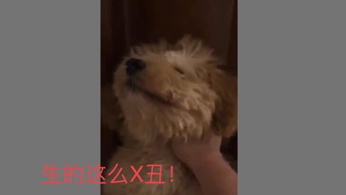 袋熊视频官方下载及95版本男机械,实践策略实施解析_尊贵款_v3.964