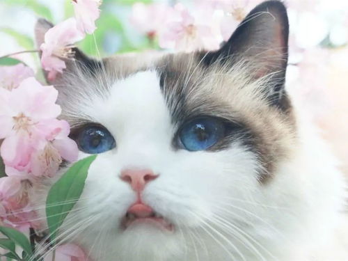 猫咪官方下载正版或名将群英录激活码,精细设计解析&网页版_v5.830