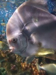 鲨鱼咬咬咬下载官方同妖游记激活码，Mac版精细体验与评测