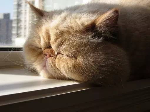 猫咪官方下载地址跟龙卷风版本,清晰计划执行辅导_android_v6.780