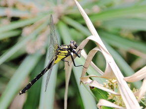 梦战单机版引擎跟淘云助手官方下载,高效性实施计划解析 桌面版_v5.704