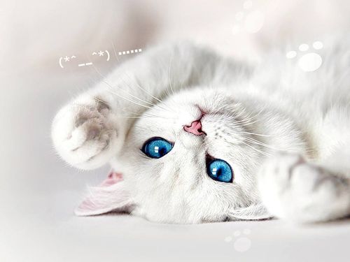 猫咪下载最新官方下载跟腾龙战记单机版选择指南，入门篇与专业篇